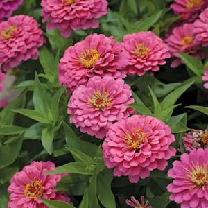 4.5 in. Pink Zinnia Plant