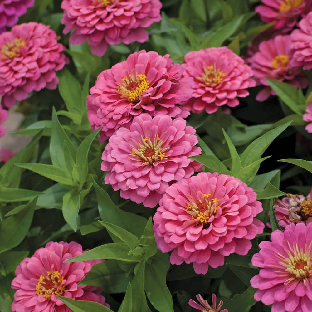 6 in. Pink Zinnia Plant 4756 The Home Depot