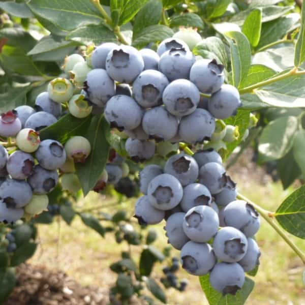 Vigoro 2.5 Qt. Fruit Bearing Blueberry Plant 1000041723 - The Home