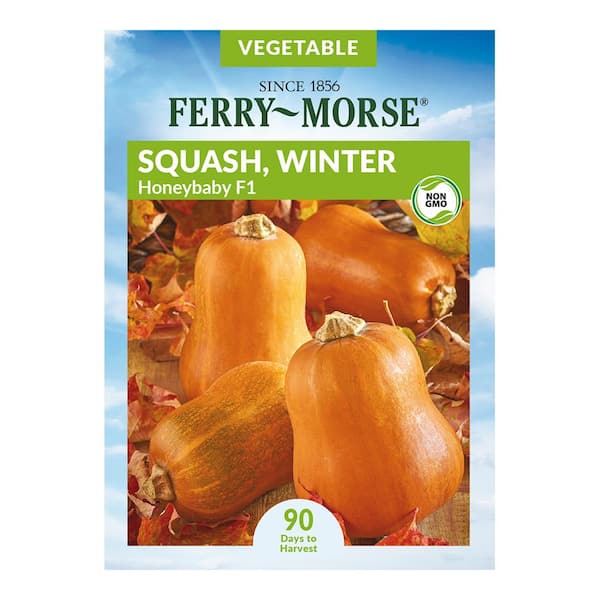 Ferry-Morse Squash Honey Baby F1 Fruit Seeds