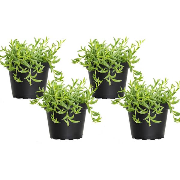 United Nursery 4 in. String of Bananas Succulent Plant in Grower Pot (4-Pack)