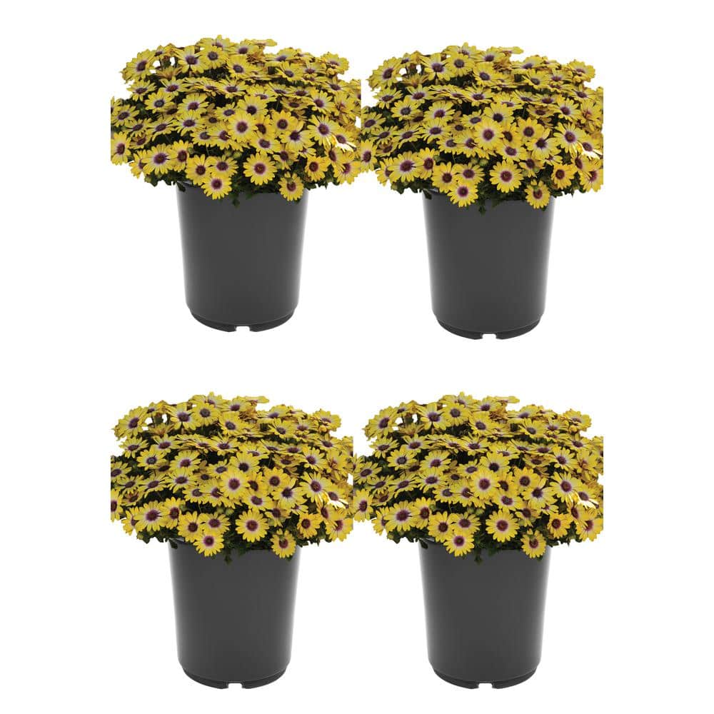 2.5 qt. Annual Osteospermum Blue Eyed Beauty  (4-Pack)