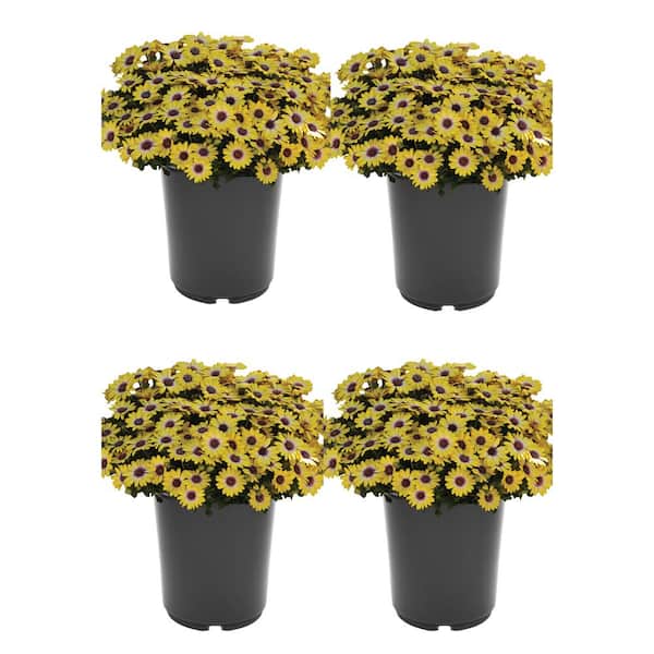 Unbranded 2.5 qt. Annual Osteospermum Blue Eyed Beauty  (4-Pack)