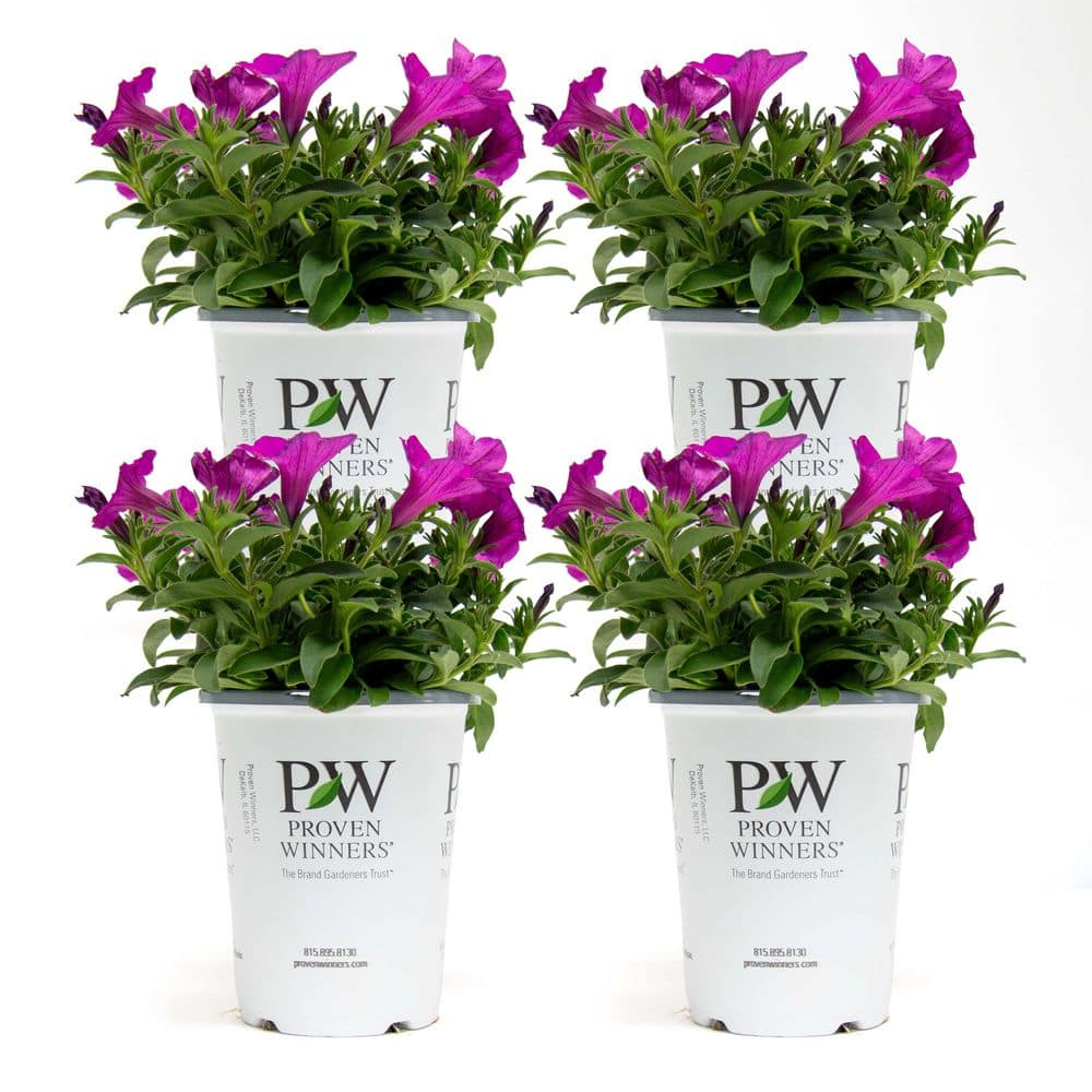 Kawahara Nurseries 4 in Supertunia Petunia Annual Plant Vista