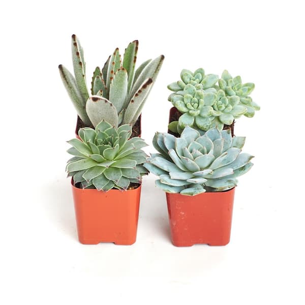 Shop Succulents 2 in. Blue/Green Collection Succulent (Collection of 4)