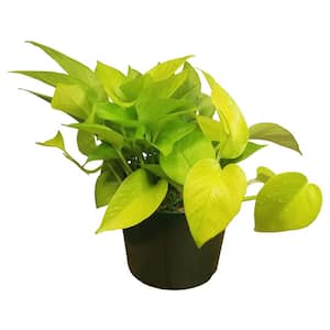 EverGrace Philodendron Burle Marx Plant in 8 in. Decorative Resin Pot  BrlMrx008 - The Home Depot