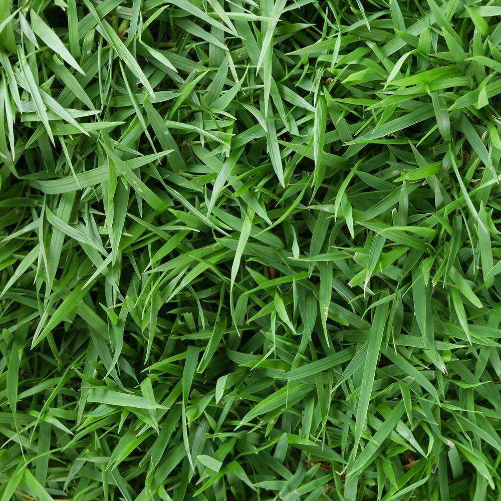 Harmony 500 Sq Ft Centipede Sod 1 Pallet HH500C1 The Home Depot