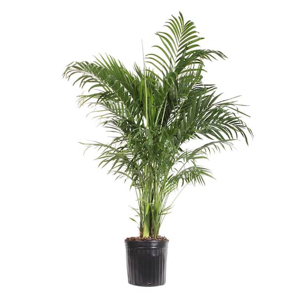 14 in. Chamaedorea Palm Seifrizii Plant in Grow Pot