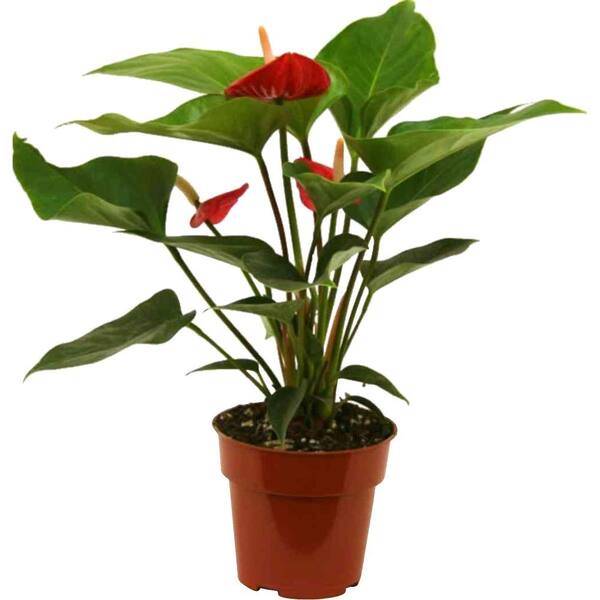 Delray Plants Anthurium Red in 4 in. Pot