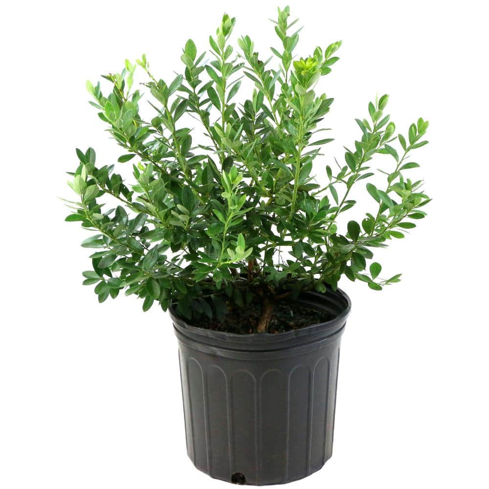 2.25 Gallon Sunshine Blue Evergreen Blueberry Plant