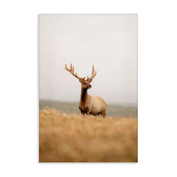 Stupell Industries Stoic Tule Elk by Crystal Lynn Collins Unframed Nature Graphic Art Print 24 in. x 16 in.