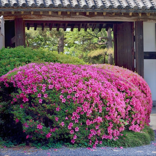 2.5 Quart Azalea 'Judge Solomon' Flowering Shrub with Pink Flowers