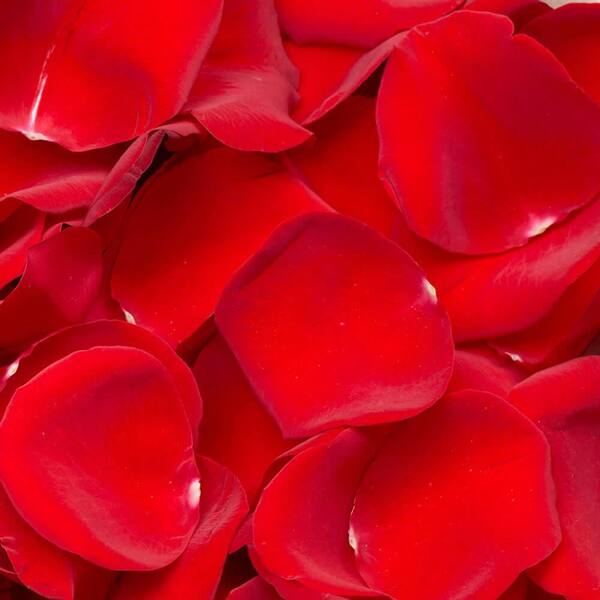 Globalrose 5000 Red Petals- Fresh Flower Delivery 1850500006588 - The Home  Depot