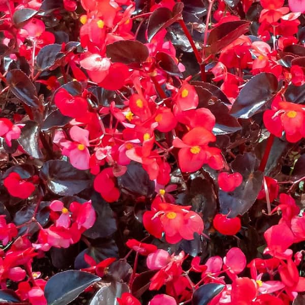 Metrolina Greenhouses 2 QT. Big Begonia Live Annual Outdoor Plant with Red Flowers