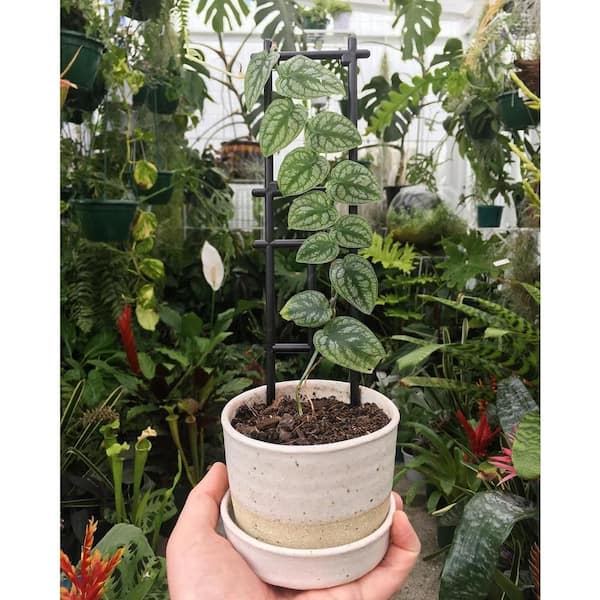 Monstera Dubia Shingle Plant-Live Plant in a 4 in. Pot-Monstera Dubia-Vining Indoor Houseplant-Air Purifying