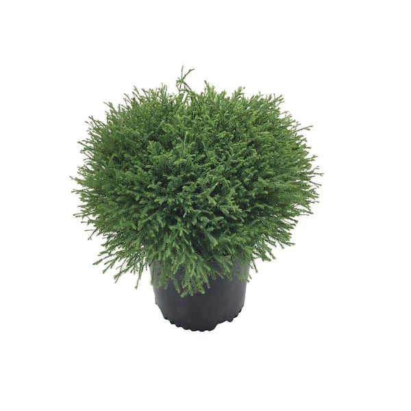 Unbranded Arborvitae (Thuja occidentalis) Mr. Bowling Ball