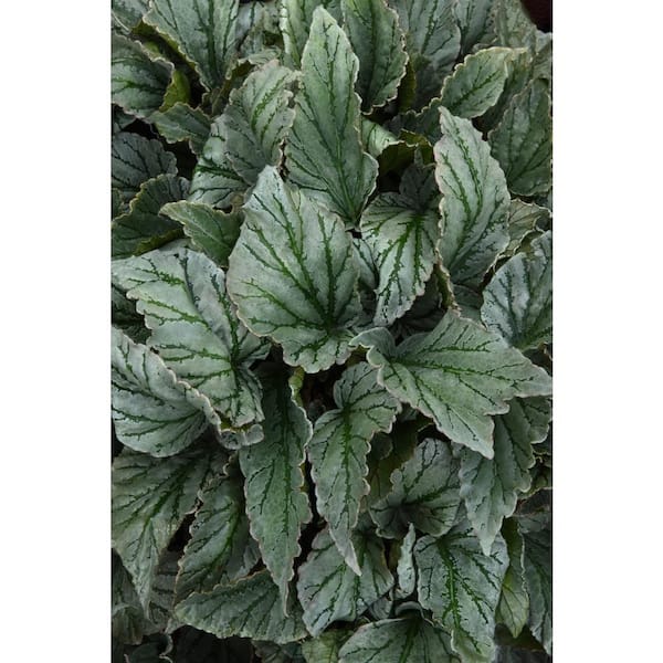 national PLANT NETWORK 4 in. Rex Begonia Jurassic Dino Greenie Plants in Grower Containers 3-Piece