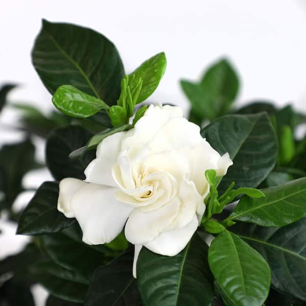 ALTMAN PLANTS Gardenia Jasminoides August Beauty Cape Jasmine