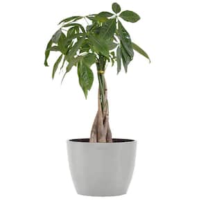 Money Tree Live Pachira Aquatica in 6 inch Premium Sustainable Ecopots White Grey Pot with Removeable Drainage Plug
