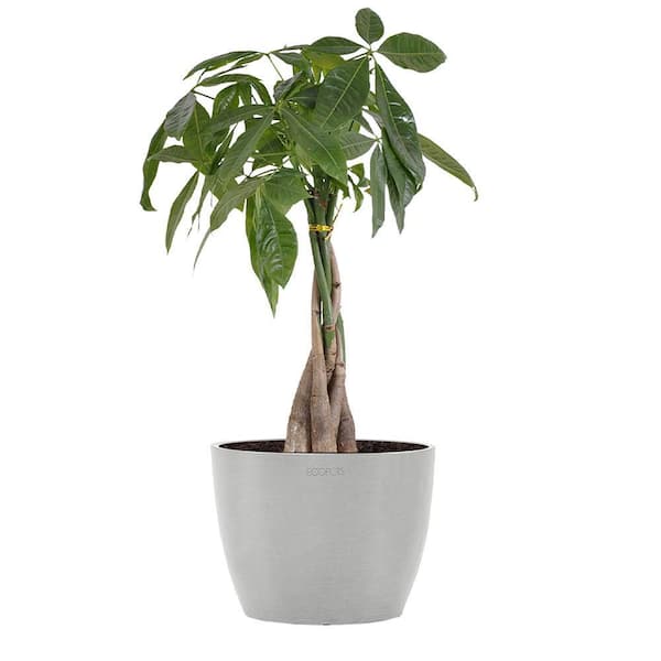 United Nursery Money Tree Live Pachira Aquatica in 6 inch Premium Sustainable Ecopots White Grey Pot with Removeable Drainage Plug