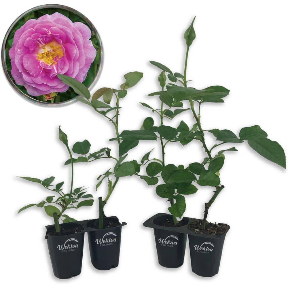 Arctic Blue Rose Bush-4 Live Starter Plants in 2 in. Pots-Beautifully Fragrant Rose from Florida price history on PriceWatchPro