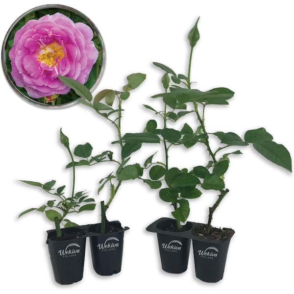 Wekiva Foliage Arctic Blue Rose Bush-4 Live Starter Plants in 2 in. Pots-Beautifully Fragrant Rose from Florida