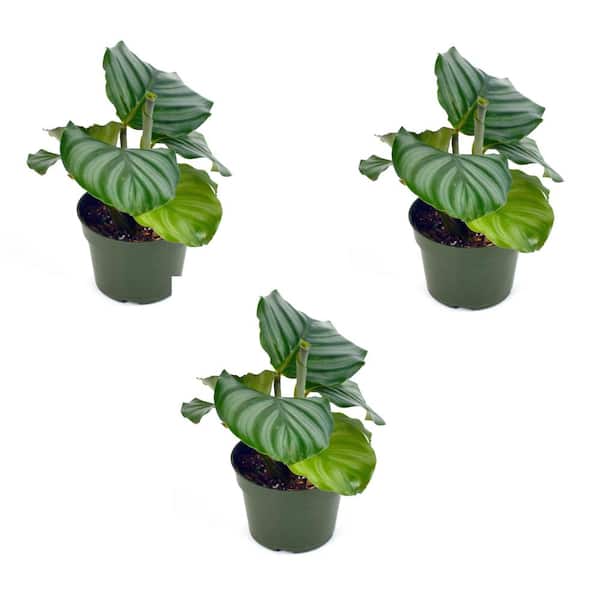 national PLANT NETWORK 4 in. Calathea Orbifiolia Plant (3-Pack)