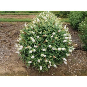 2 Gal. Dapper White Buddleia with White Panicle Bloom Clusters, Live Shrub, Reblooms