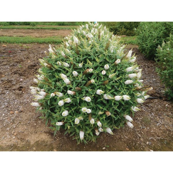 Vigoro 2 Gal. Dapper White Buddleia with White Panicle Bloom Clusters, Live Shrub, Reblooms