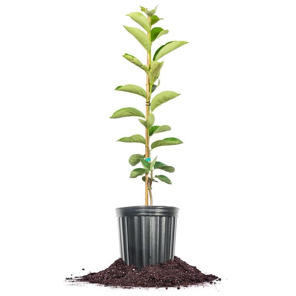 Perfect Plants Saijo Persimmon Tree 3 gal. Growers Pot, Fruit Bearing Persimmon Tree