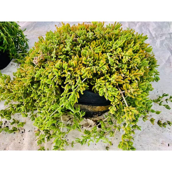 Pink Ice Plant with Pink Flowers, Indoor Outdoor Succulent Plants Drought Resistance Dicrocaulon Ramulosum (10-Pack)