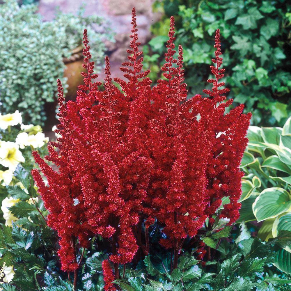 Astounding Multicolor Astilbe Perennial Plant Mixture, 3-Pack