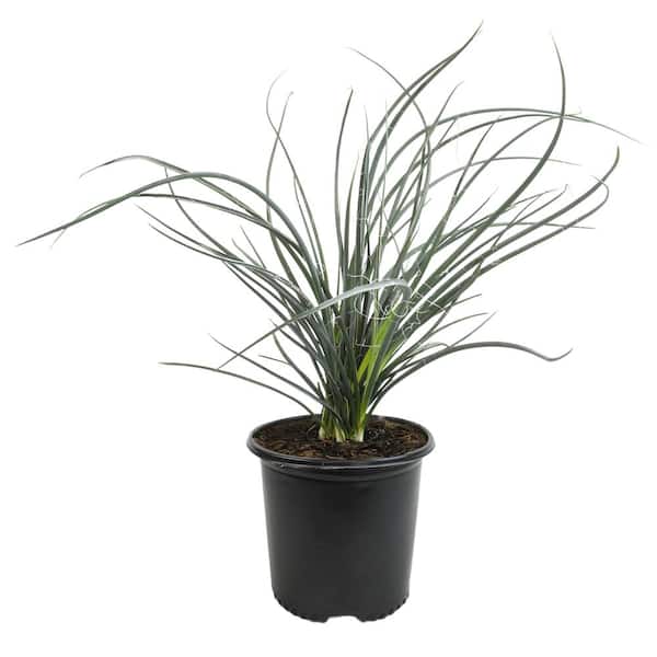 Red Yucca (Hesperaloe Parviflora) Outdoor Plant and Succulent Garden Perennial in 3 Gal. Grower Pot