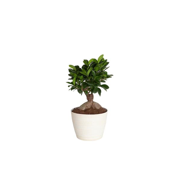Costa Farms Ficus Bonsai Indoor Plant in 6 in. Plastic Pot with Saucer, Avg. Shipping Height 1-2 ft. Tall