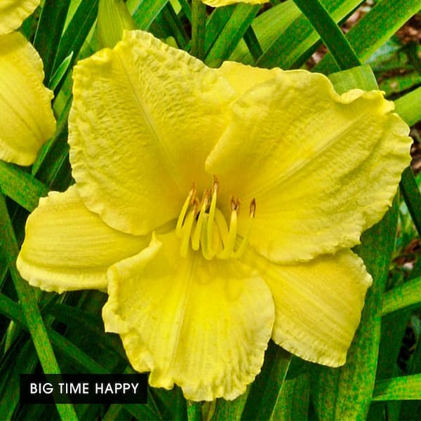 1 Gal. Pot, Fragarent Returns Reblooming Daylily Potted Yellow Flowering Perennial Plant (1-Pack)