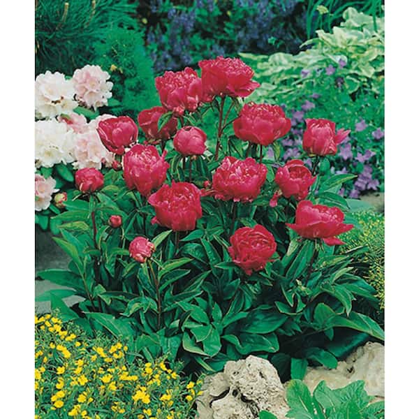 BELL NURSERY 2 Gal. Karl Rosenfield Peony (Paeonia) Live Shrub with Cherry  Red Double Blooms PEONY2KRP1PK