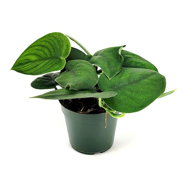 4 in. Scindapsus Pictus Jade Satin Pothos Plant in Grower Container