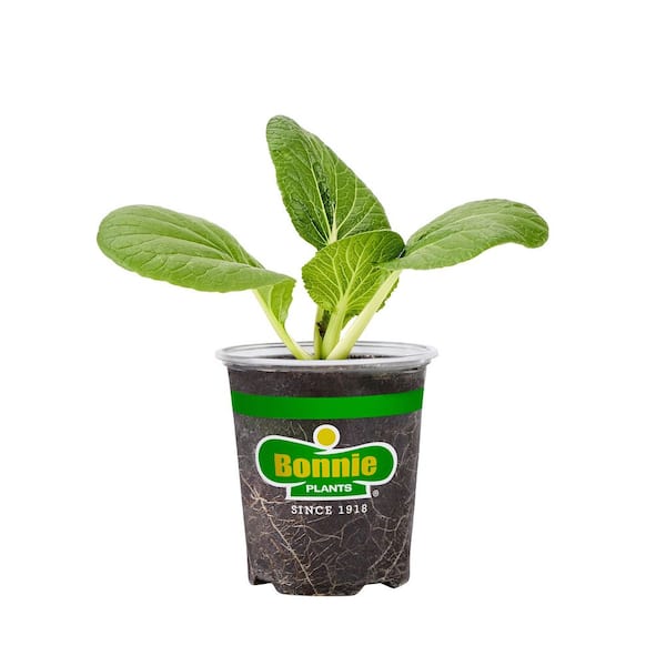 Bok Choy 19.3 oz. Live Plant
