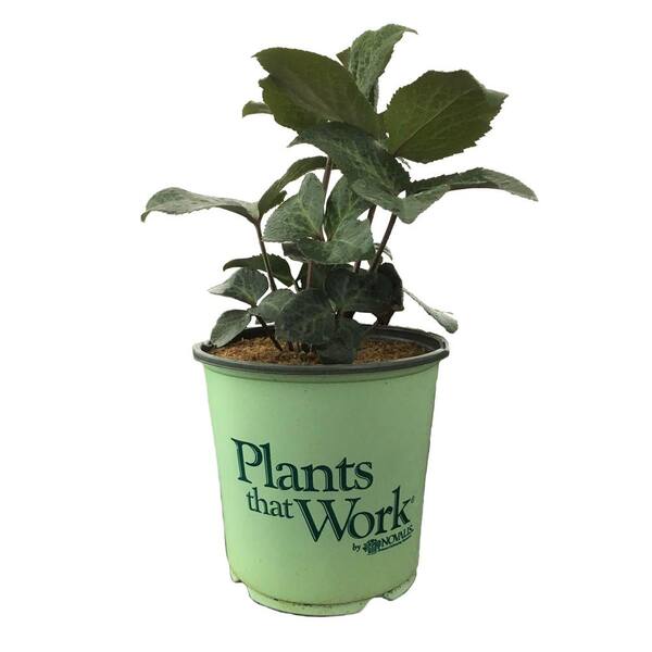 HELLEBORUS GOLD COLLECTION Lenten Rose (Helleborus) Frostkiss Dorothy's