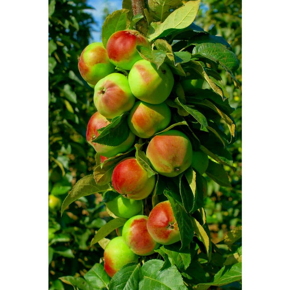 Online Orchards 3 ft. Granny Smith Apple Tree with Tart Green Fruit Best  for Baking FTAP203 - The Home Depot