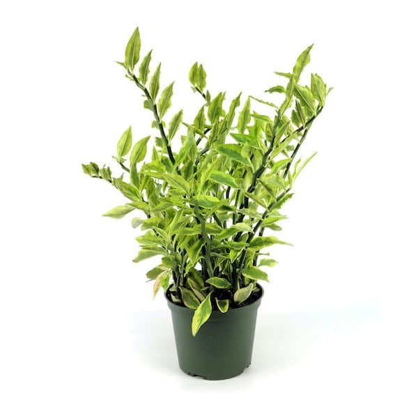 national PLANT NETWORK 4 in. Pedilanthus Tithymaloides Variegated Plant in Grower Container (3-Pack)