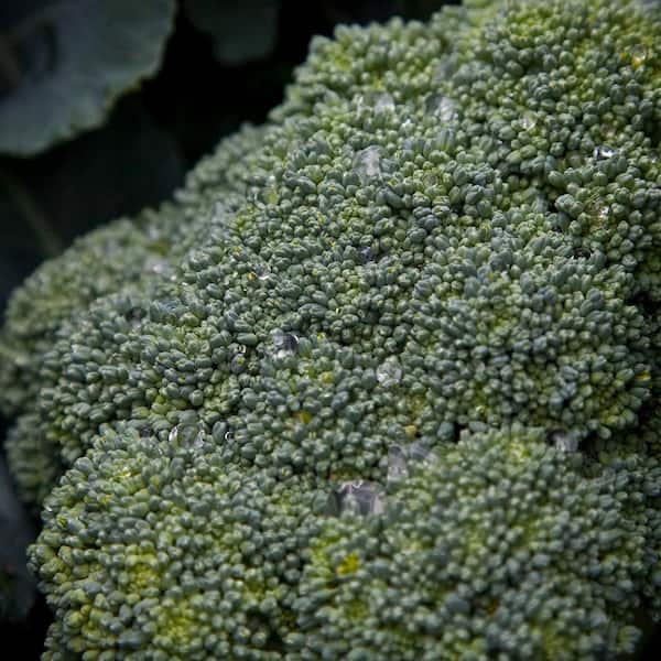 Bonnie Plants - 1.19 qt. Lieutenant Broccoli Plant (6-Pack)