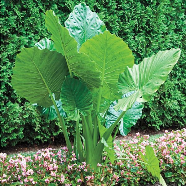 Home And Garden Yard Garden And Outdoor Living Seeds And Bulbs 1 Bulb Upright Alocasia Elephant Ear 3351