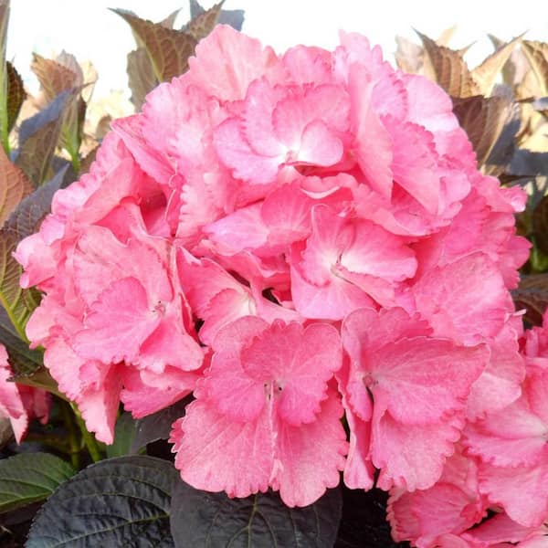 Spring Hill Nurseries 3 Gal. Pot, Magical Allure Hydrangea Potted Deciduous Flowering Shrub (1-Pack)