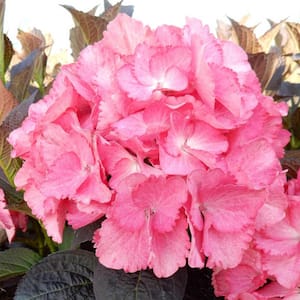2.25 Gal. Pot, Magical Allure Hydrangea Potted Deciduous Flowering Shrub (1-Pack)