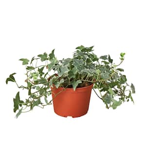 English Ivy Glacier (Hedera helix) Plant in 6 in. Grower Pot