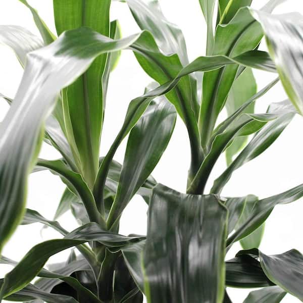 Wekiva Foliage Dracaena Art Carmen-Live Plant in an 10 Inch Growers Pot- Dracaena Deremensis "Art Carmen"-Houseplant DracAr10x1 - The Home  Depot