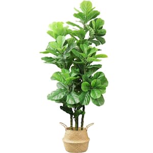 72 in. Green Tropical Faux Artificial Fiddle Fig Tree Plants in a Woven Seagrass Basket and Black Pot, 131-false Leaves