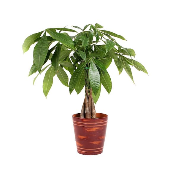 BELL NURSERY Pachira Plant in 6 in. Ceramic Pot 559057 - The Home Depot