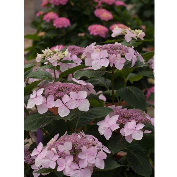 PROVEN WINNERS Let's Dance Diva ColorChoice Hydrangea - 1 gal. Re-Blooming Shrub